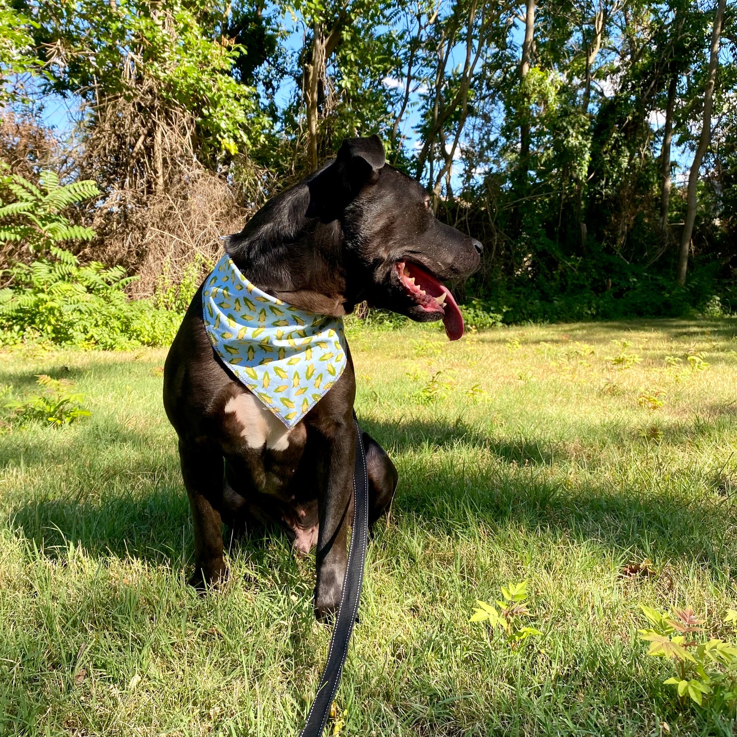 Standard Cotton Pet Bandanna - Corny Cob