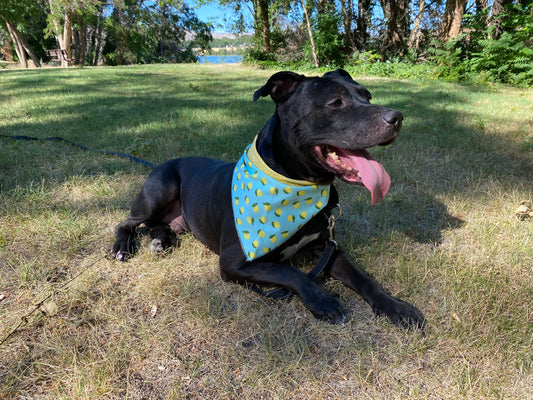 Standard Cotton Pet Bandanna - Lemon Squeezy