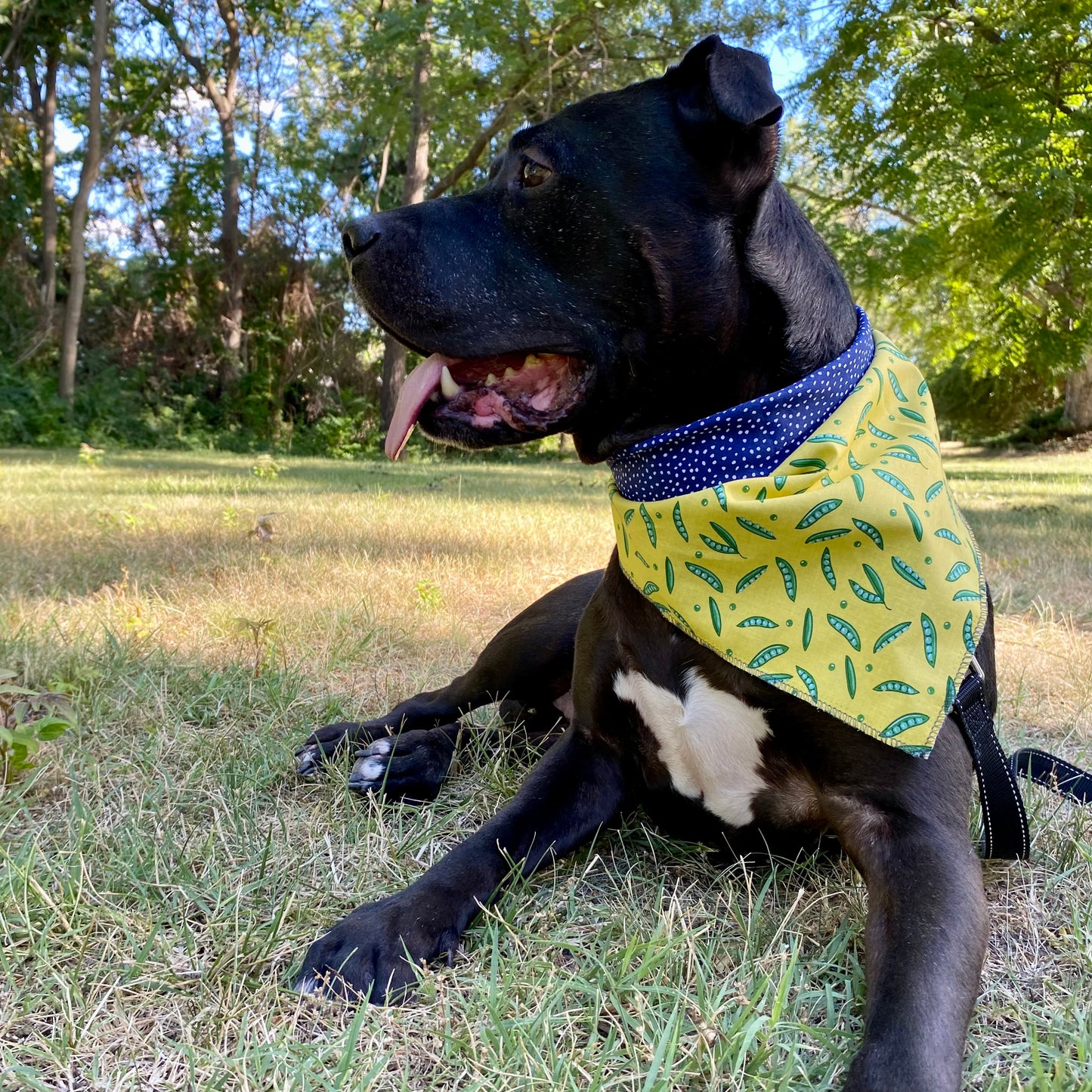 Standard Cotton Pet Bandanna - Sweet Pea