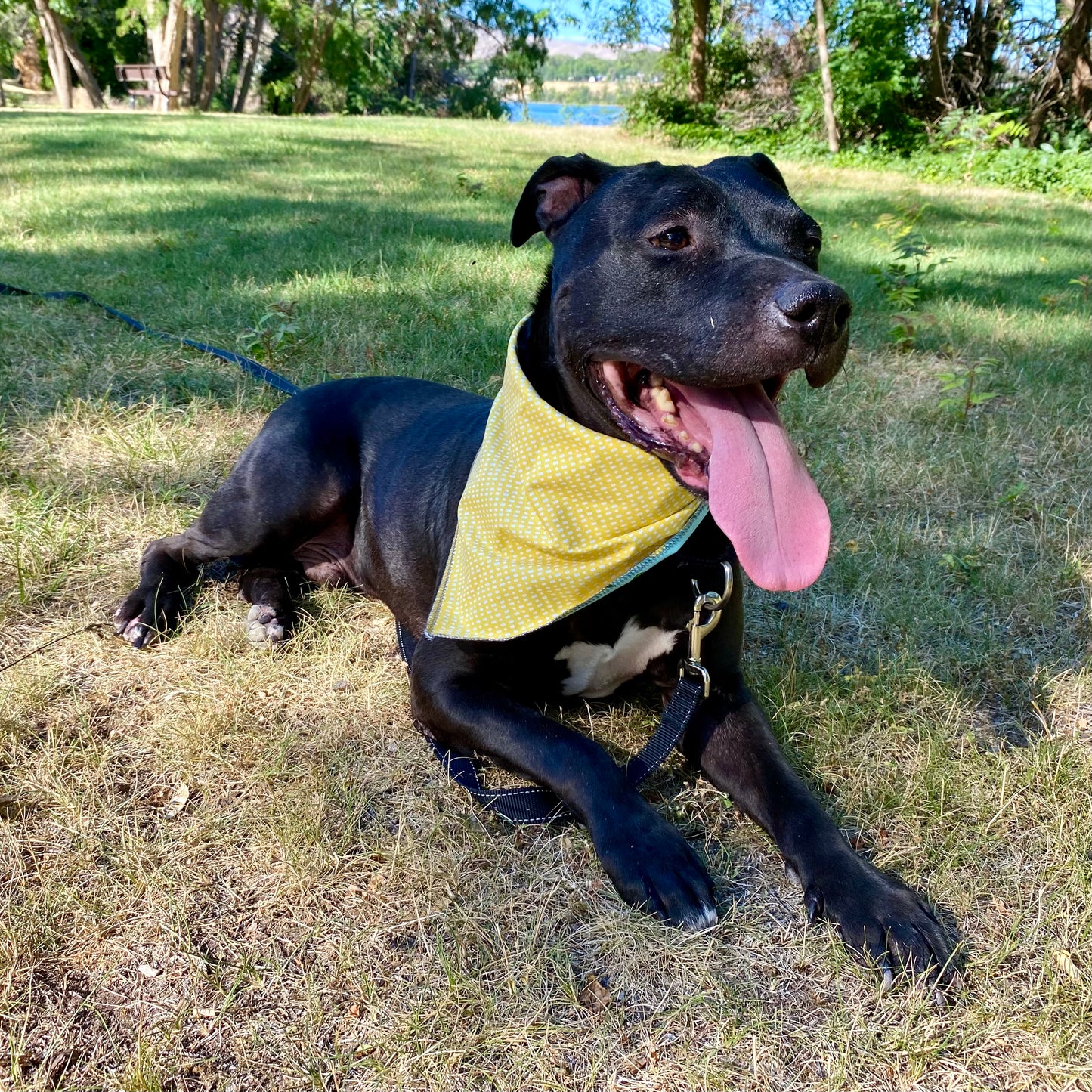 Standard Cotton Pet Bandanna - Lemon Squeezy