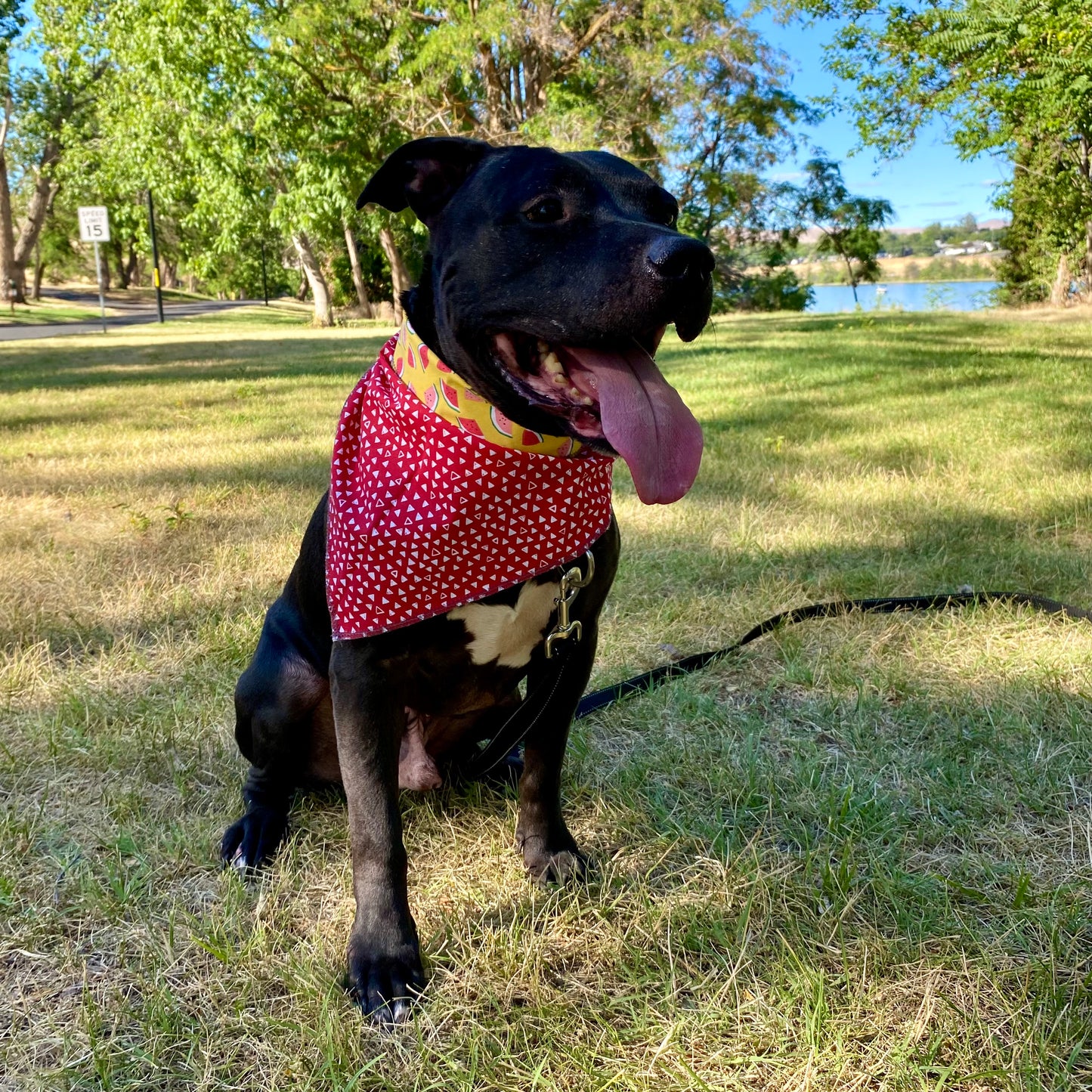 Standard Cotton Pet Bandanna - Watermelon Madness