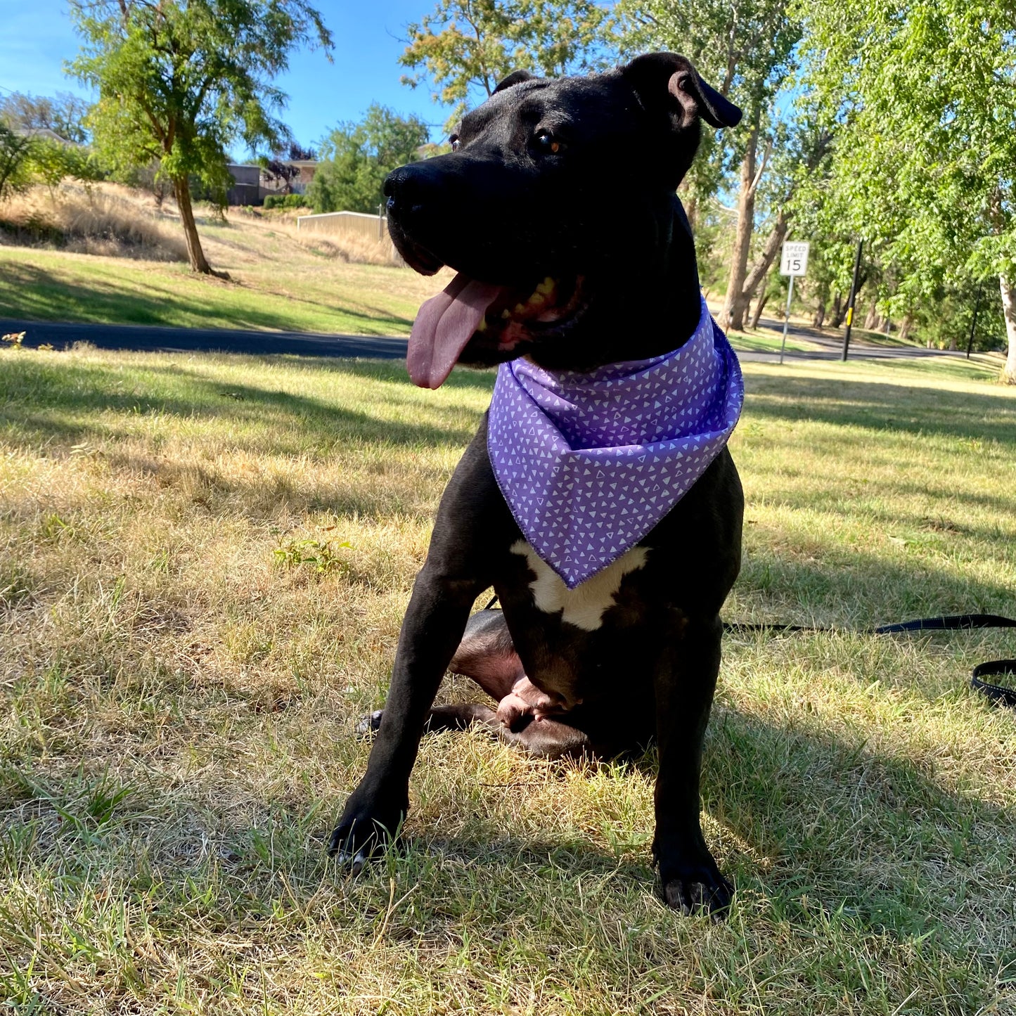 Standard Cotton Pet Bandanna - Coconut Craze