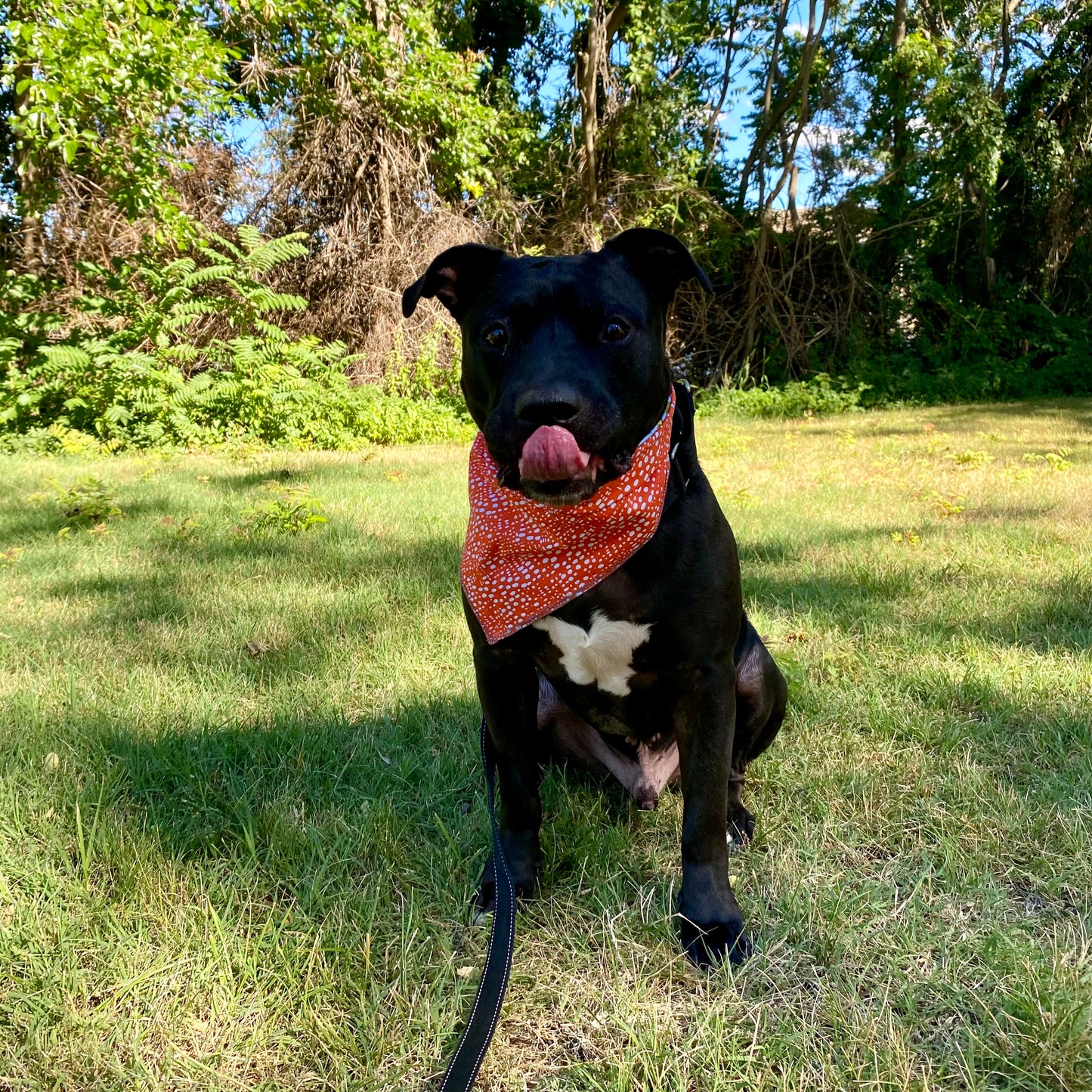 Standard Cotton Pet Bandanna - Corny Cob