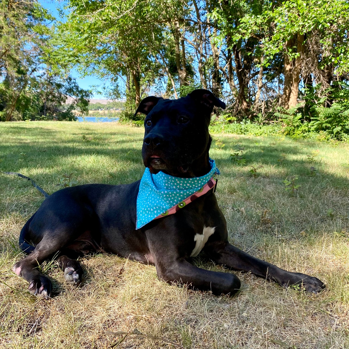 Standard Cotton Pet Bandanna - Kiwi Cabana