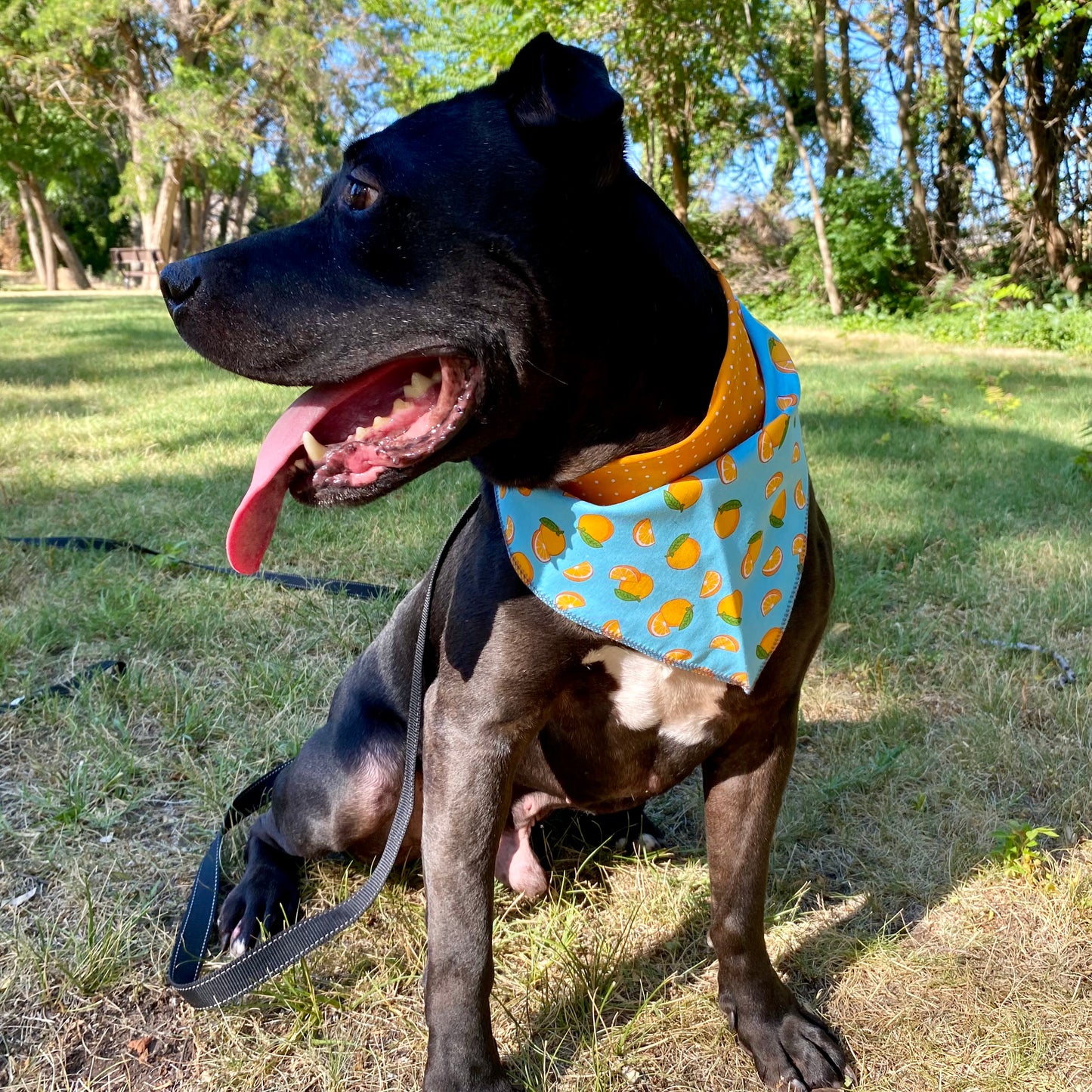 Standard Cotton Pet Bandanna - Orange Blast