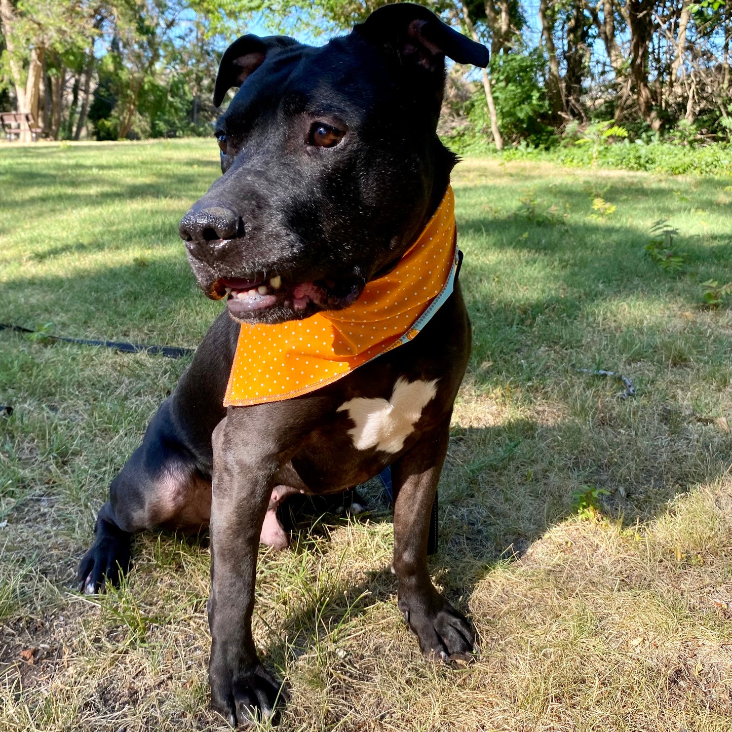 Standard Cotton Pet Bandanna - Orange Blast