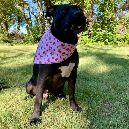 Standard Cotton Pet Bandanna - Cherry Jubilee