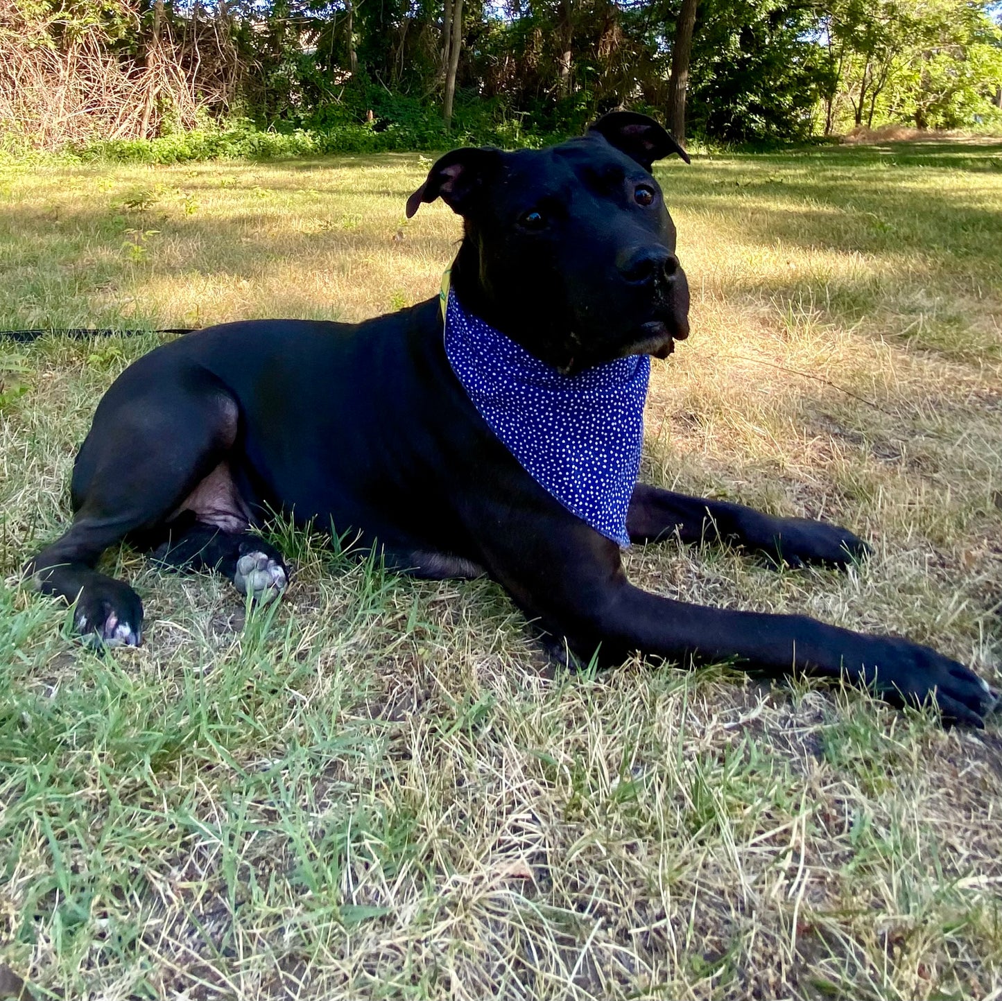 Standard Cotton Pet Bandanna - Sweet Pea