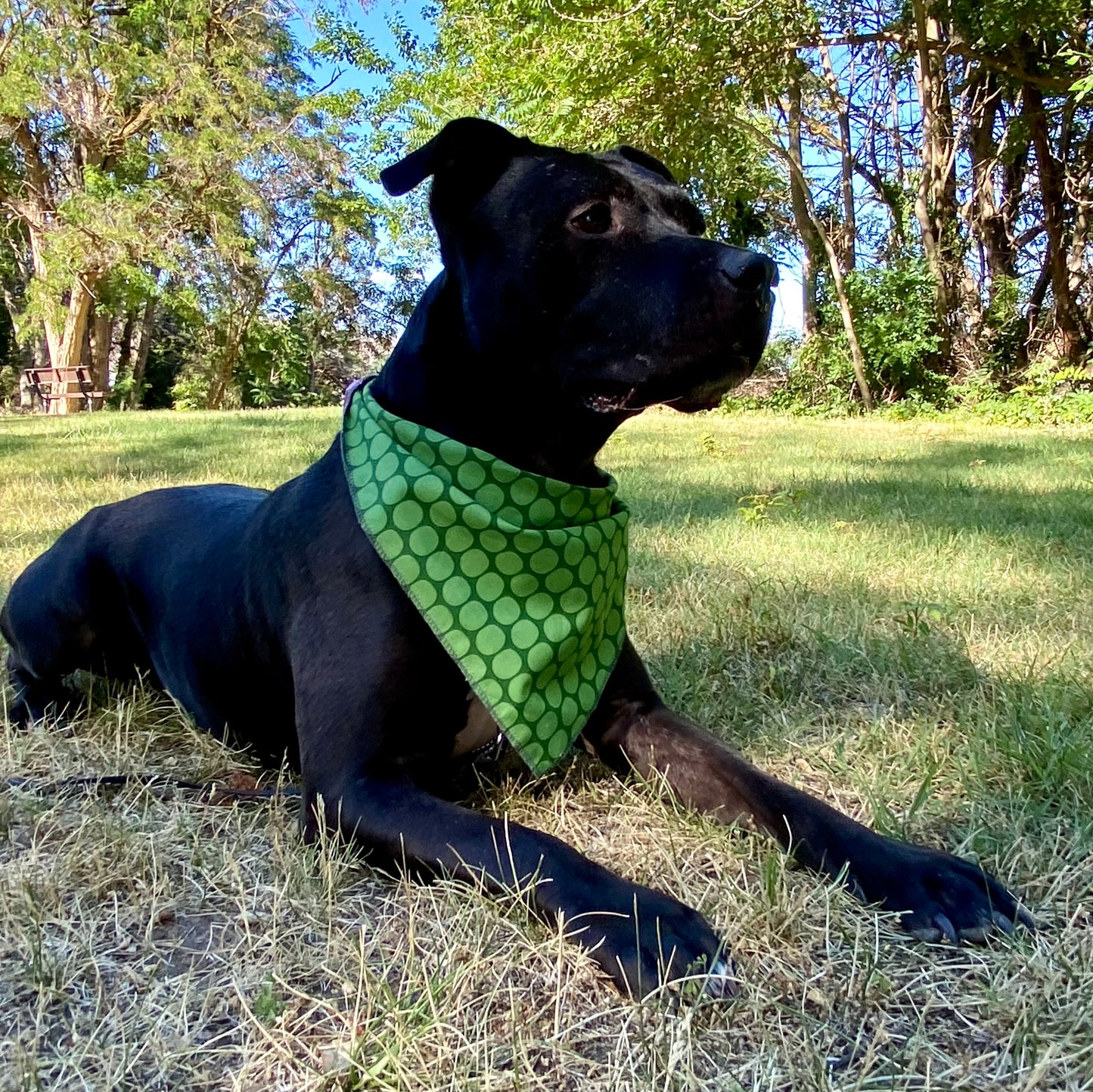 Standard Cotton Pet Bandanna -Grape Whimsy