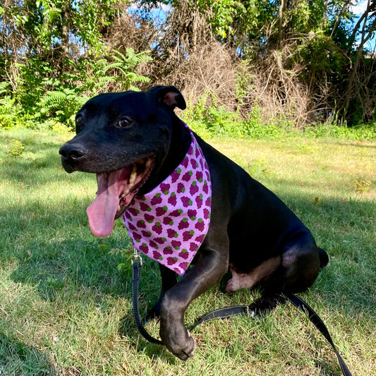 Standard Cotton Pet Bandanna -Grape Whimsy