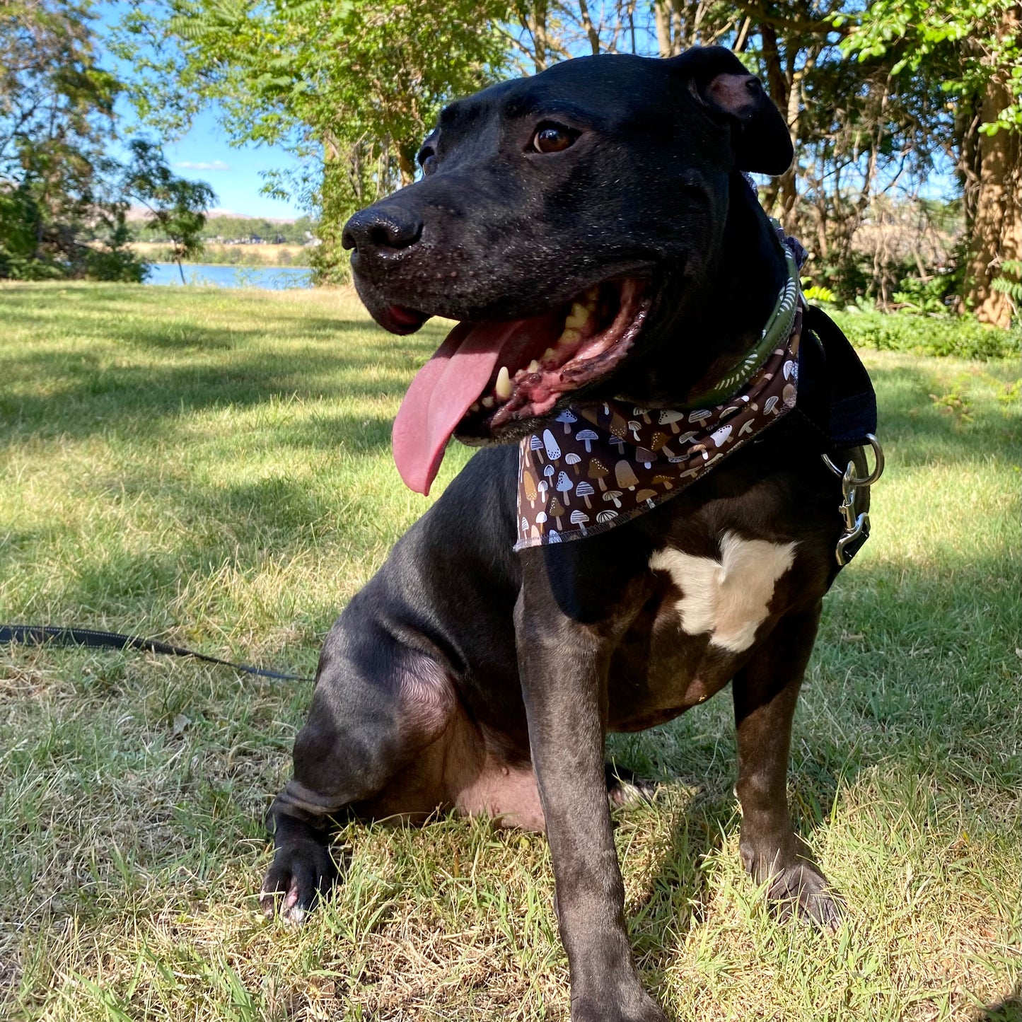 Standard Cotton Pet Bandanna - Mountain Mushroom