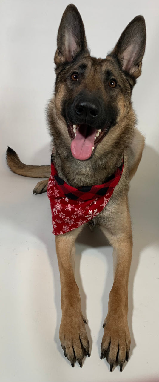 Eva wearing a bandanna that is red with white snowflakes on one side and red and black plaid on the other