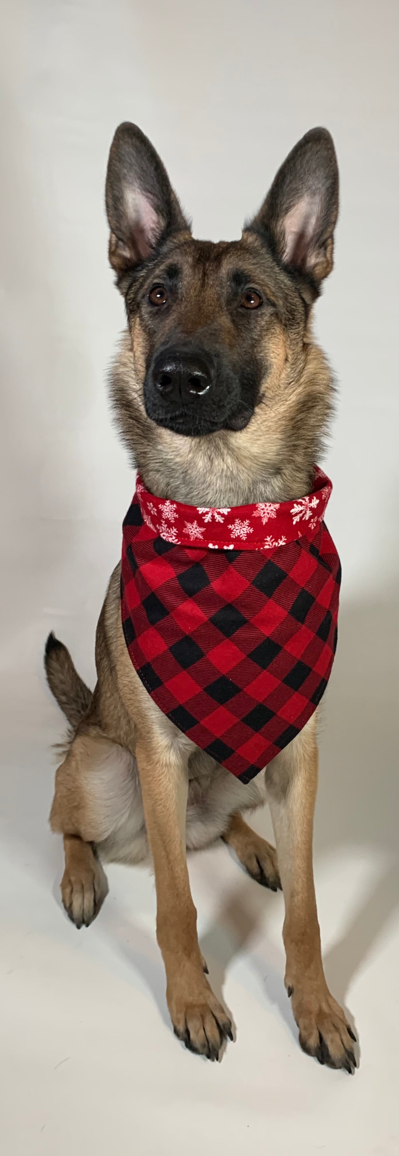 Eva wearing a bandanna that is red with white snowflakes on one side and red and black plaid on the other