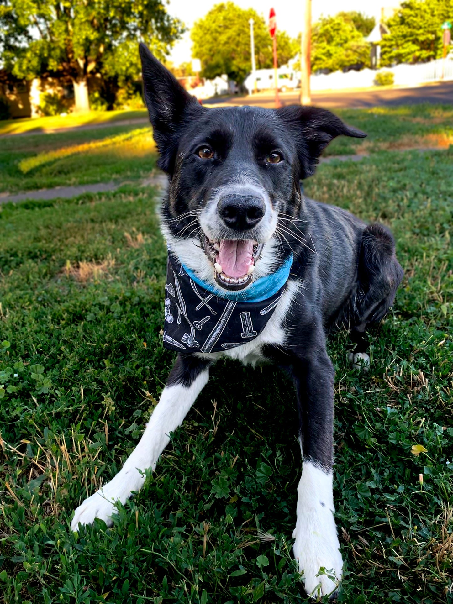 Standard Cotton Pet Bandanna - Galaxy Gear