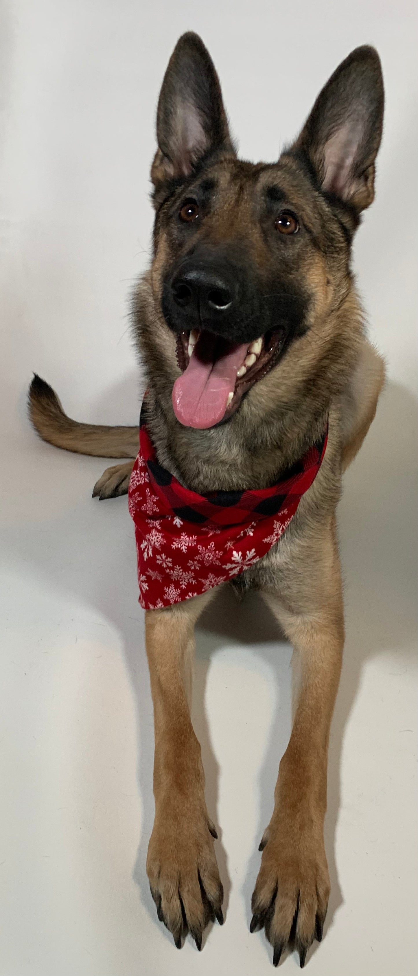 Eva wearing a bandanna that is red with white snowflakes on one side and red and black plaid on the other