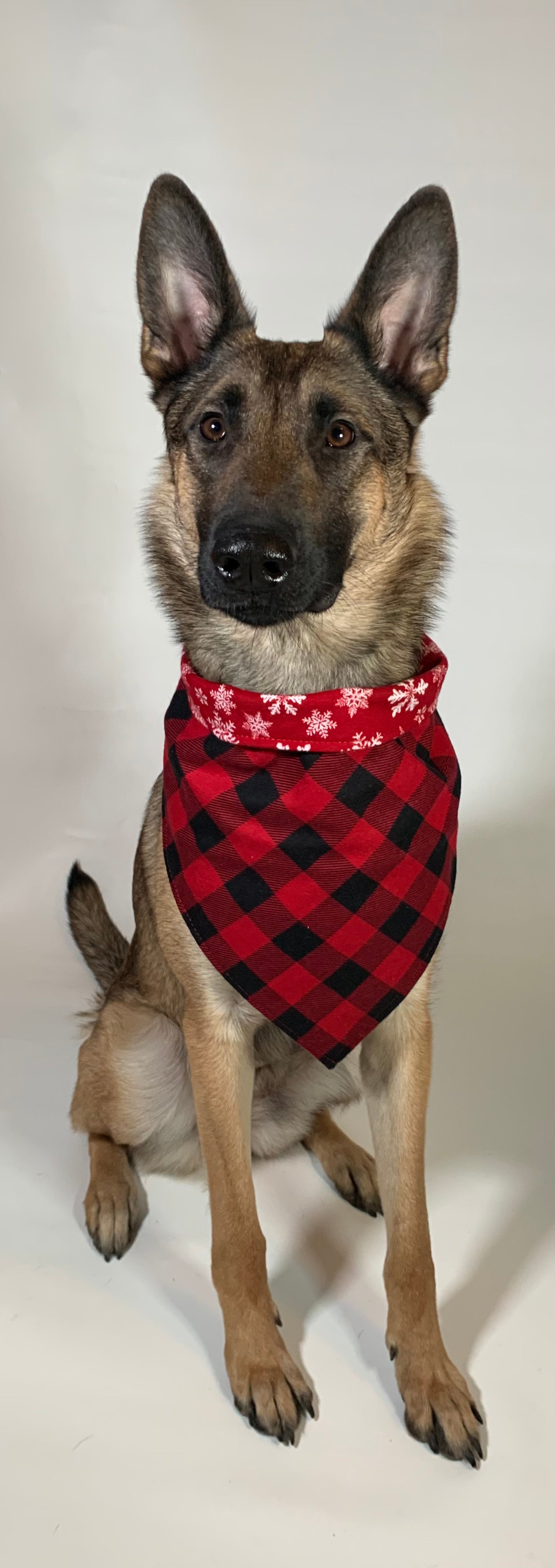 Eva wearing a bandanna that is red with white snowflakes on one side and red and black plaid on the other